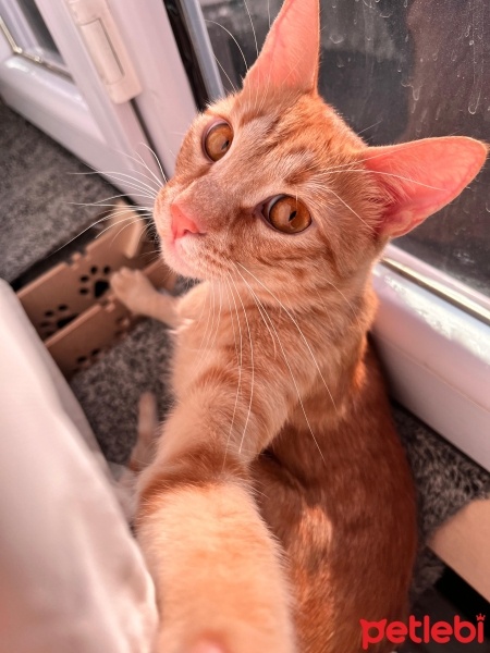 Sarman, Kedi  Kaju fotoğrafı