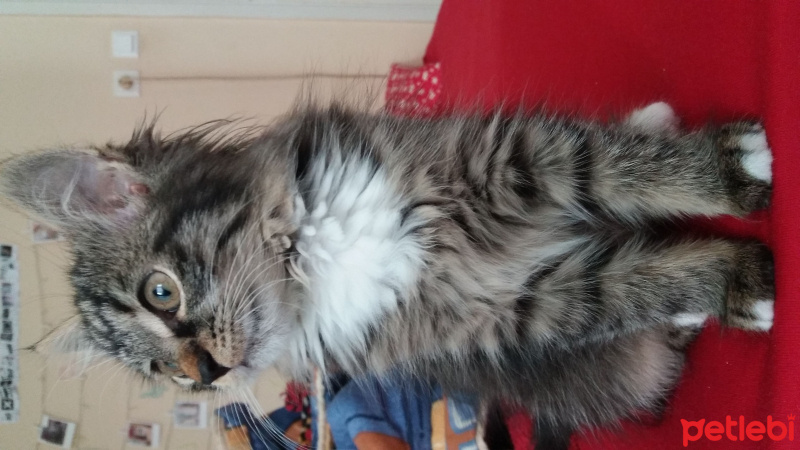 Tekir Kedi, Kedi  sparrow fotoğrafı