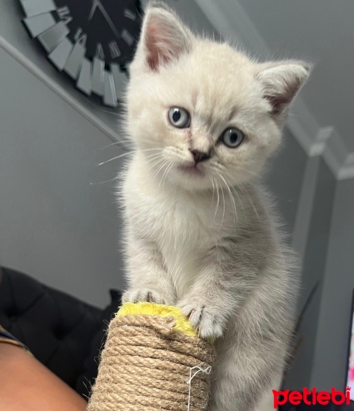 British Shorthair, Kedi  Pamuk fotoğrafı