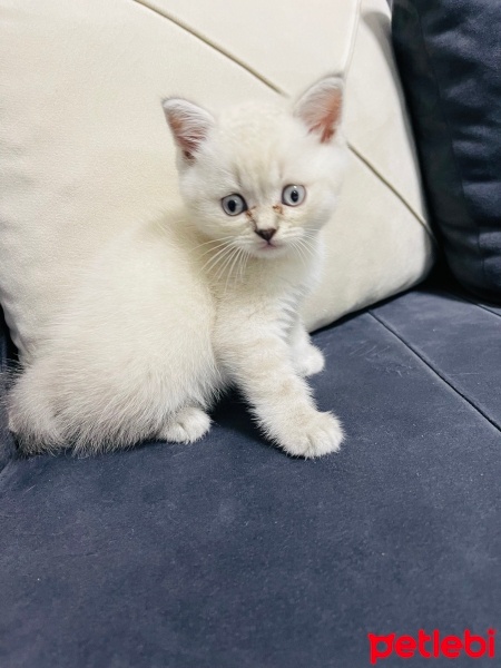 British Shorthair, Kedi  Pamuk fotoğrafı