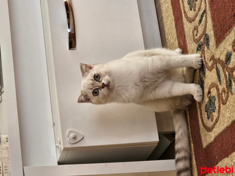 British Shorthair, Kedi  Işıl fotoğrafı