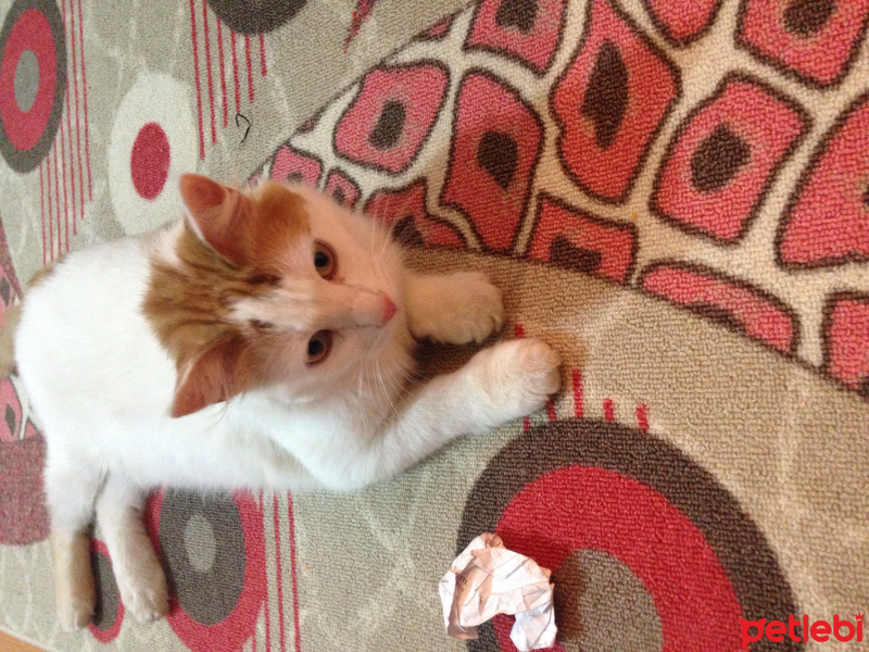 Soke, Kedi  Cerceı fotoğrafı