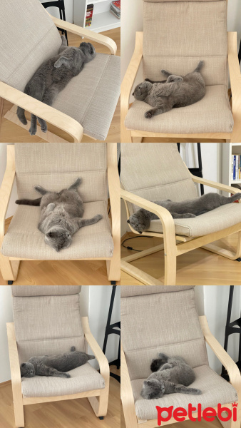 Scottish Fold, Kedi  Hamsi fotoğrafı