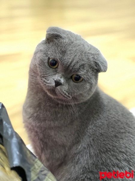 Scottish Fold, Kedi  Hamsi fotoğrafı