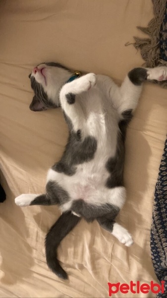 Tuxedo (Smokin) Kedi, Kedi  Arif fotoğrafı
