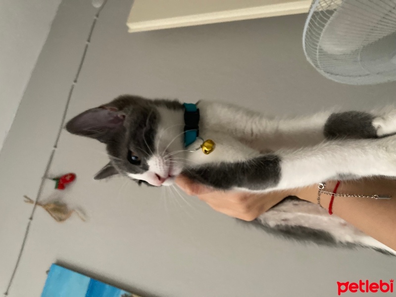 Tuxedo (Smokin) Kedi, Kedi  Arif fotoğrafı