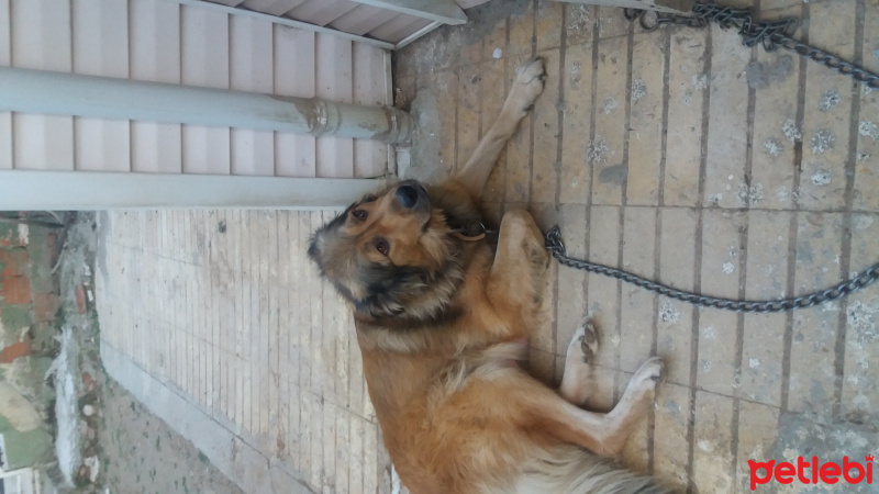 Alman Çoban Köpeği, Köpek  Şirin fotoğrafı