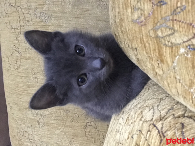 British Shorthair, Kedi  Duman fotoğrafı