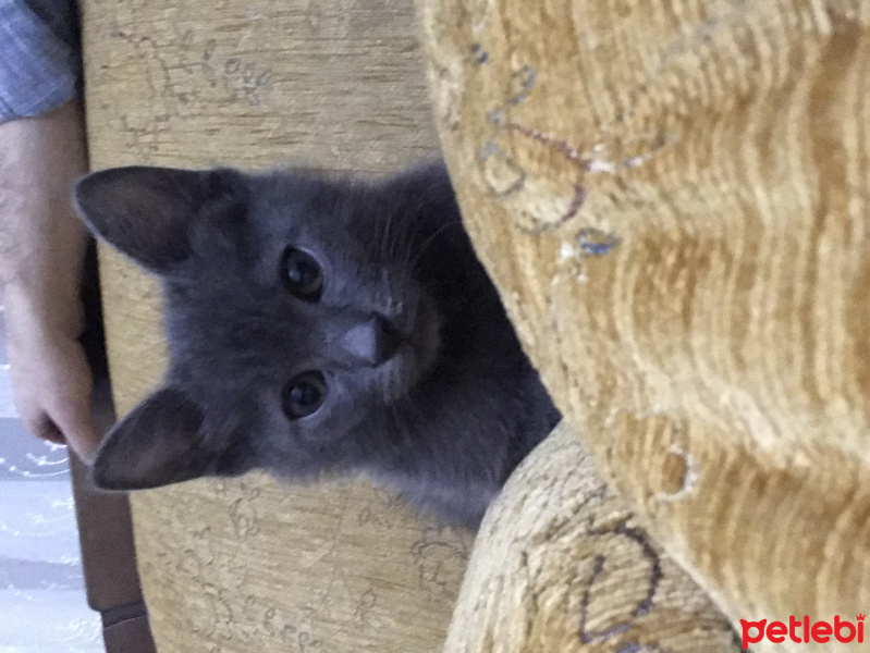 British Shorthair, Kedi  Duman fotoğrafı