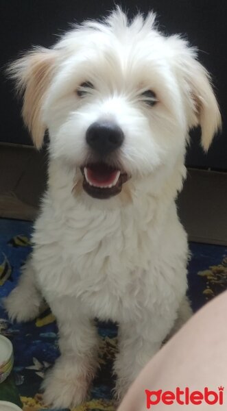 Maltese, Köpek  Snoopy fotoğrafı