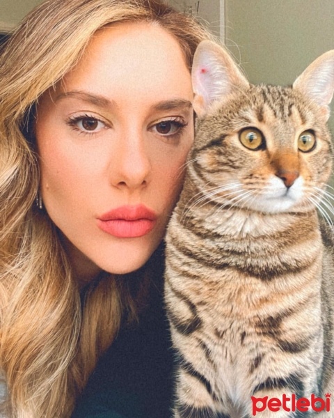 Tekir Kedi, Kedi  Chanel fotoğrafı