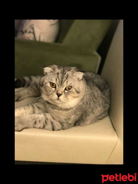 Scottish Fold, Kedi  Rakı  fotoğrafı