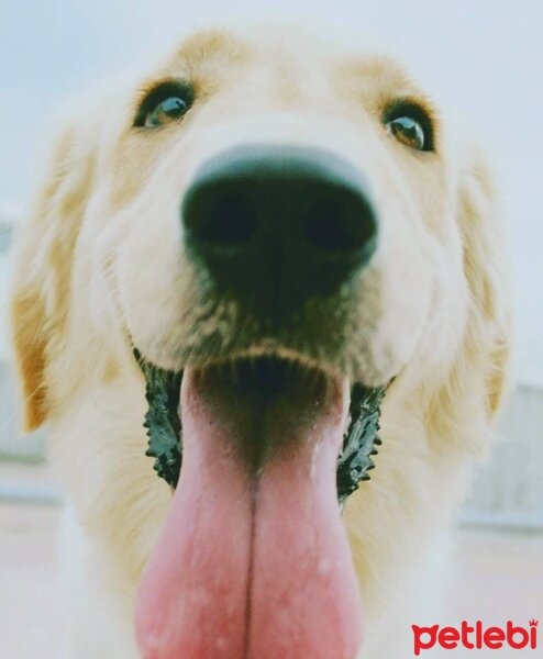 Labrador Retriever, Köpek  Cherry fotoğrafı