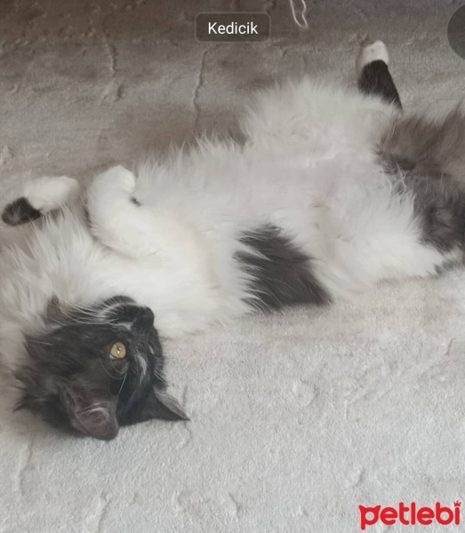 Tekir Kedi, Kedi  Mırmır fotoğrafı