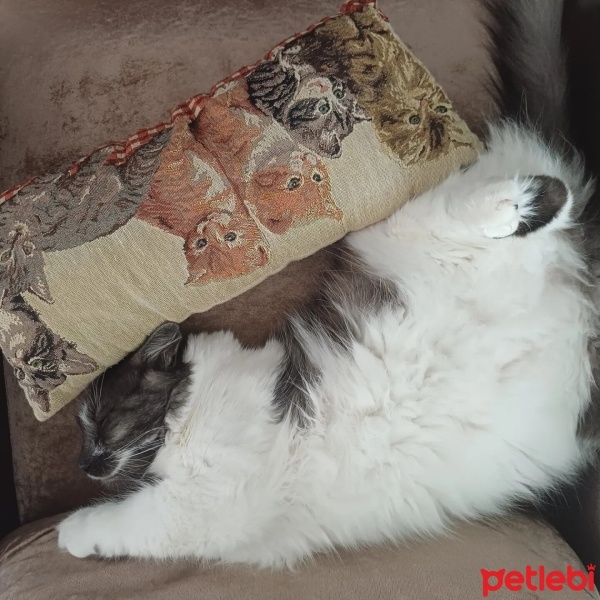 Tekir Kedi, Kedi  Mırmır fotoğrafı