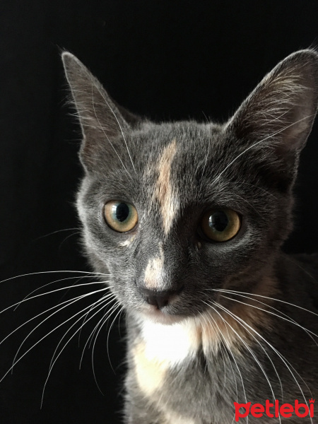 Tekir Kedi, Kedi  Çizgi fotoğrafı