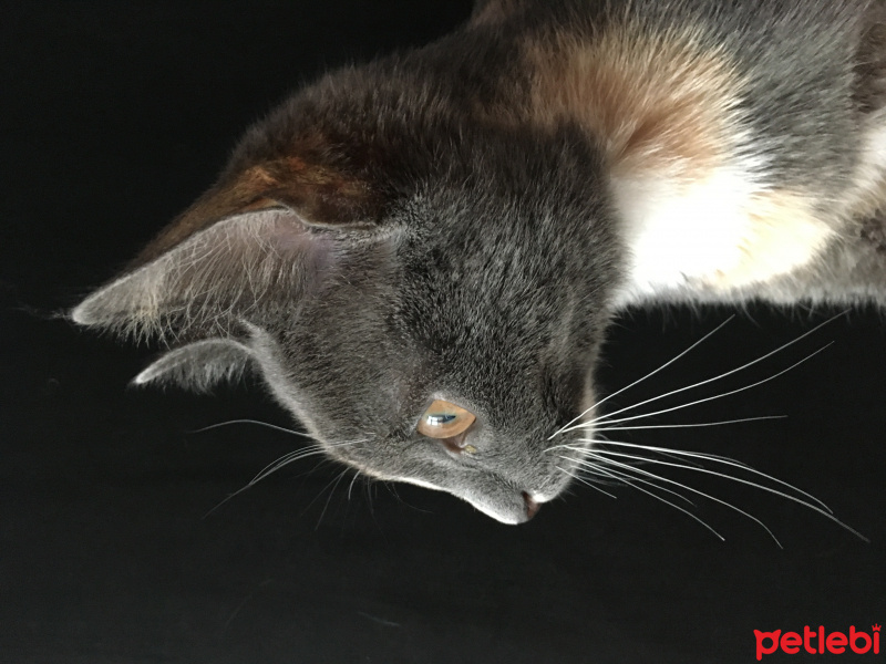 Tekir Kedi, Kedi  Çizgi fotoğrafı