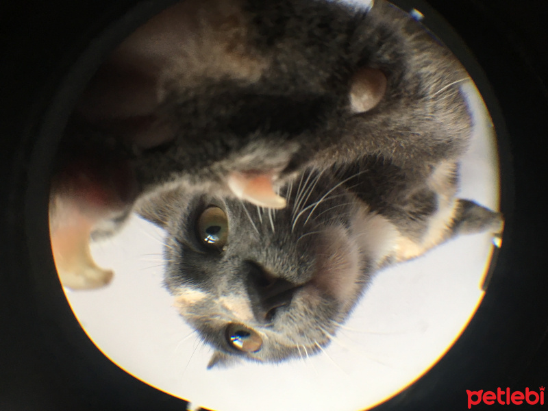 Tekir Kedi, Kedi  Çizgi fotoğrafı
