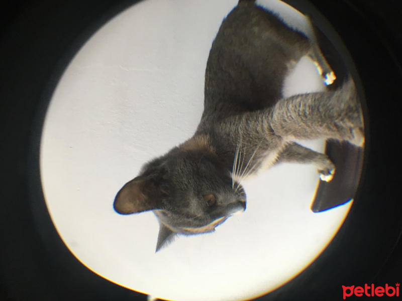Tekir Kedi, Kedi  Çizgi fotoğrafı