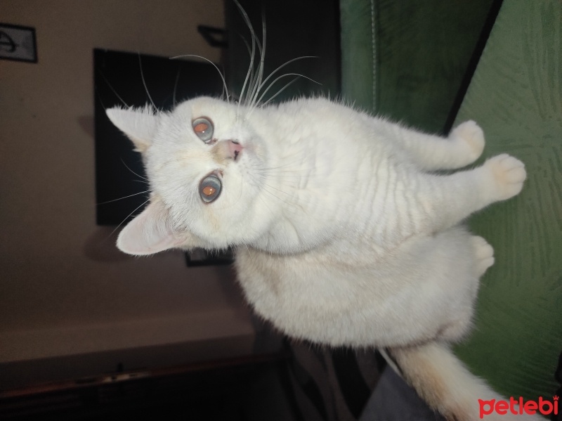 British Shorthair, Kedi  Sütlaç fotoğrafı