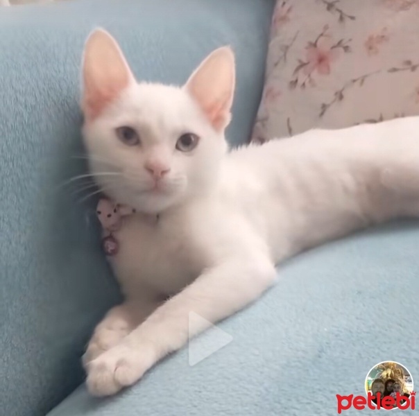 Ankara Kedisi, Kedi  Nazlı fotoğrafı
