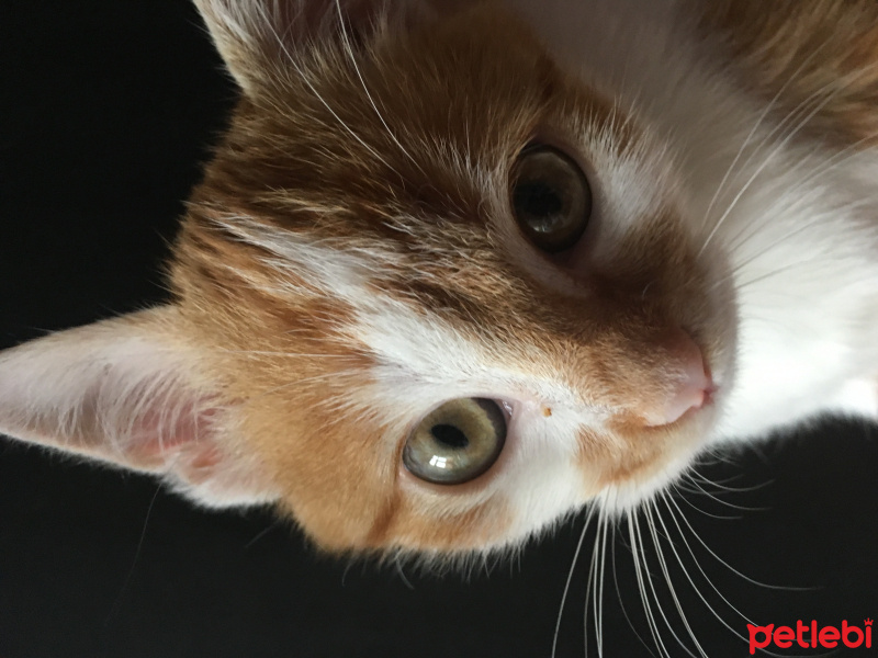 Tekir Kedi, Kedi  Cool fotoğrafı