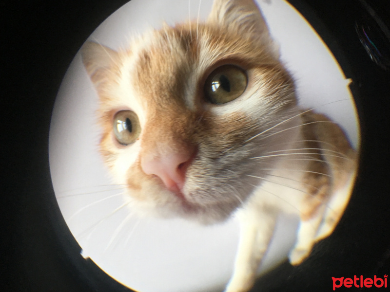 Tekir Kedi, Kedi  Cool fotoğrafı