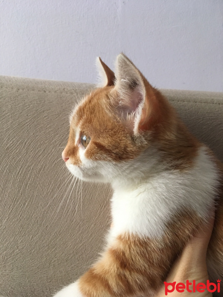 Tekir Kedi, Kedi  Cool fotoğrafı