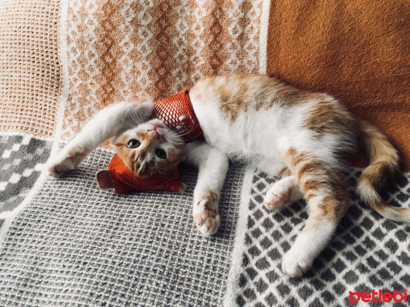 Tekir Kedi, Kedi  Cool fotoğrafı