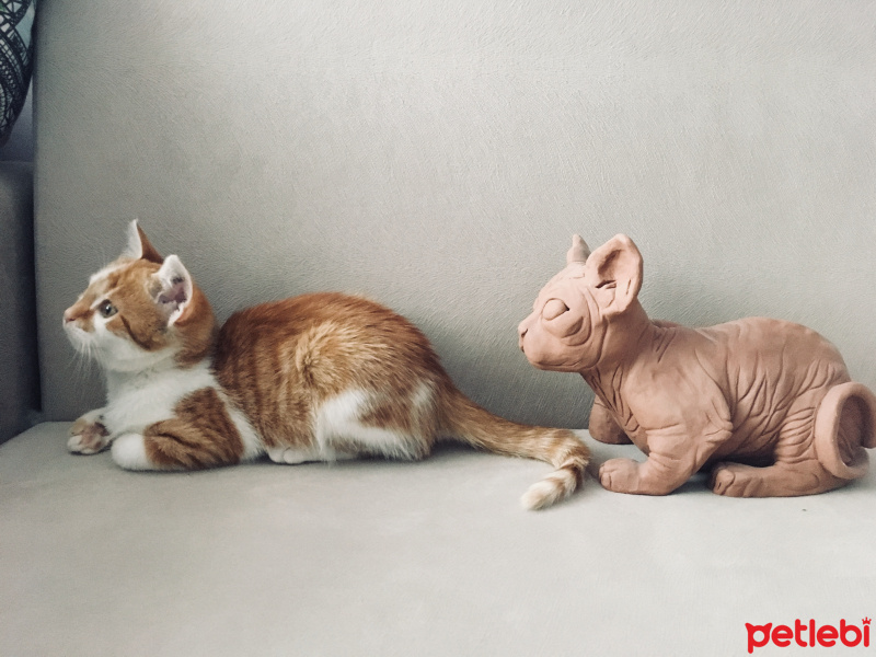 Tekir Kedi, Kedi  Cool fotoğrafı