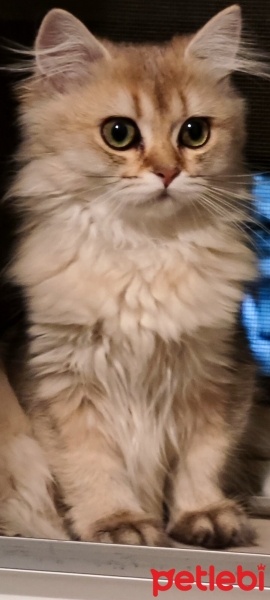 British Longhair, Kedi  Mia fotoğrafı