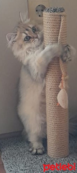 British Longhair, Kedi  Mia fotoğrafı