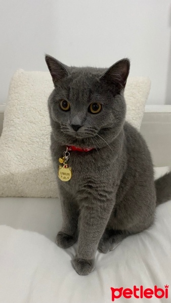 British Shorthair, Kedi  Umur fotoğrafı