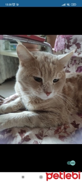 Sarman, Kedi  Pasa fotoğrafı