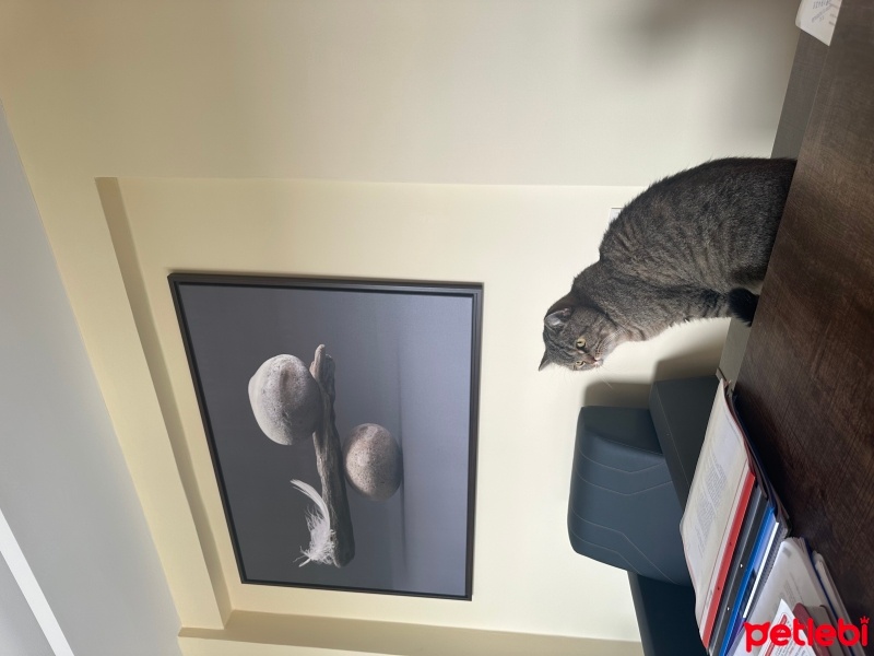 British Longhair, Kedi  Mars fotoğrafı