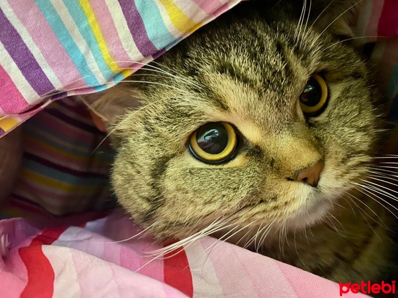 British Longhair, Kedi  Mars fotoğrafı
