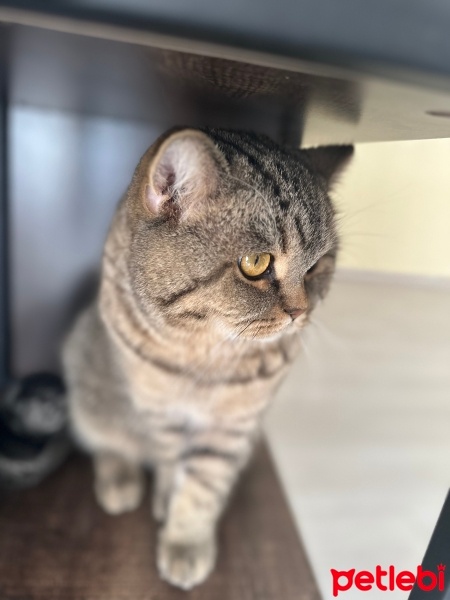 British Longhair, Kedi  Mars fotoğrafı