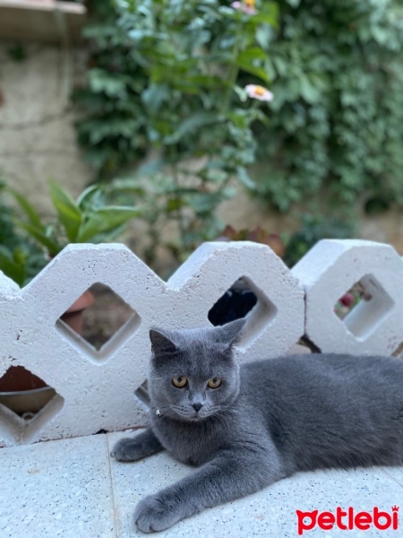 British Shorthair, Kedi  Bulut fotoğrafı