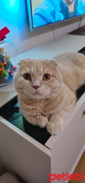 Scottish Fold, Kedi  Mırmır fotoğrafı