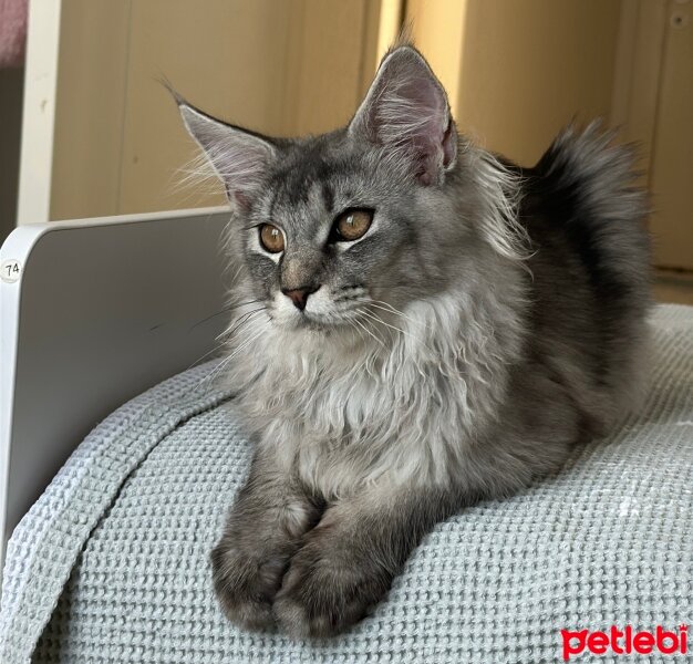 Maine Coon, Kedi  Thor fotoğrafı