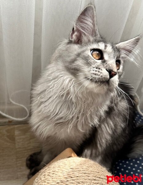 Maine Coon, Kedi  Thor fotoğrafı