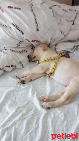 Labrador Retriever, Köpek  Odin fotoğrafı