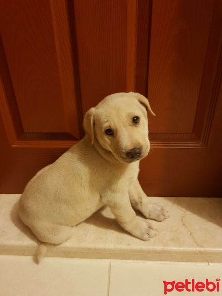 Labrador Retriever, Köpek  Odin fotoğrafı