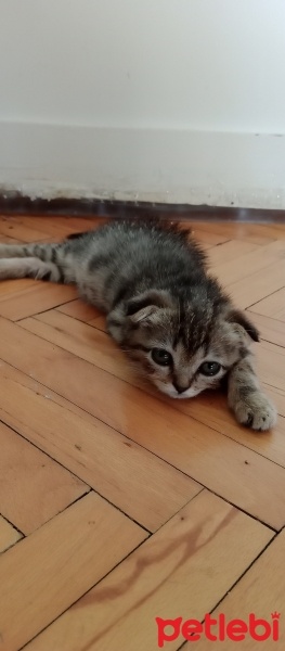 British Shorthair, Kedi  Mişa fotoğrafı