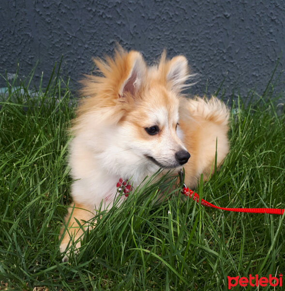 Pomeranyalı, Köpek  Latte fotoğrafı