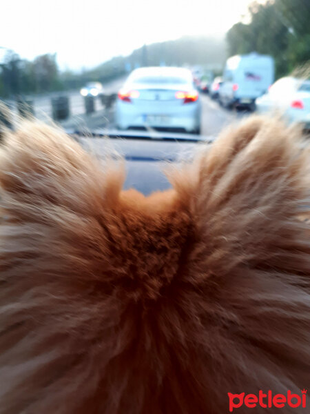 Pomeranyalı, Köpek  Latte fotoğrafı