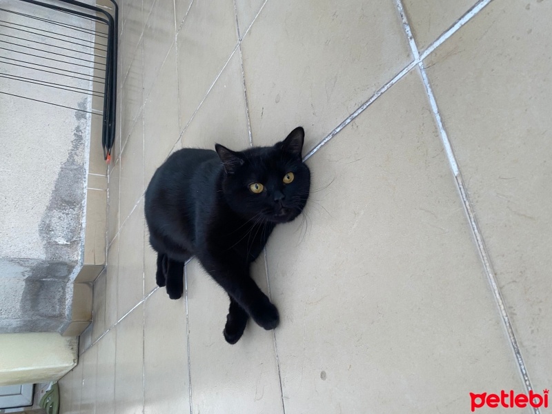 Tekir Kedi, Kedi  Kömür fotoğrafı