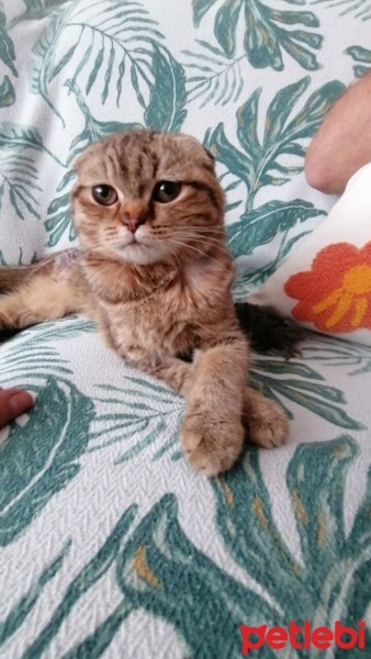 Scottish Fold, Kedi  Mırmır fotoğrafı