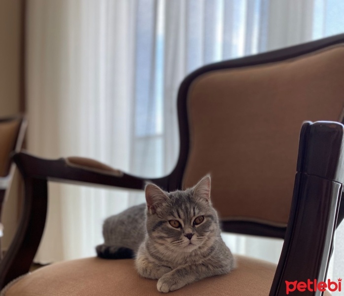 British Shorthair, Kedi  Balım fotoğrafı
