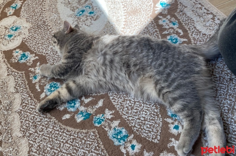 British Shorthair, Kedi  Balım fotoğrafı